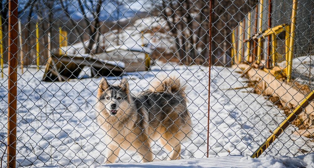 Pet Fencing For Albany NY