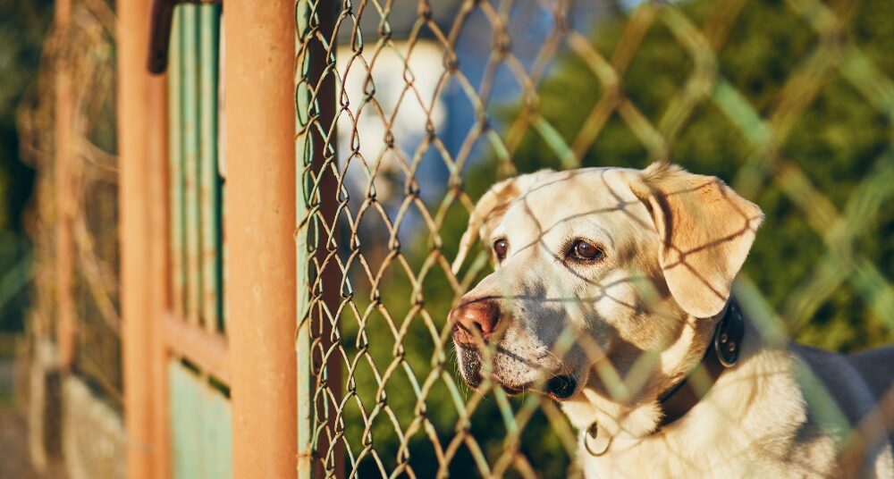 Pet Fencing For Troy NY