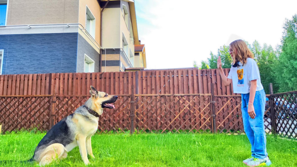 Pet Fence Installation Albany NY | How to Choose the Right